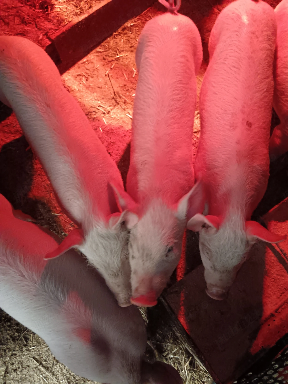 Vând purcei rasa marele alb cu landras