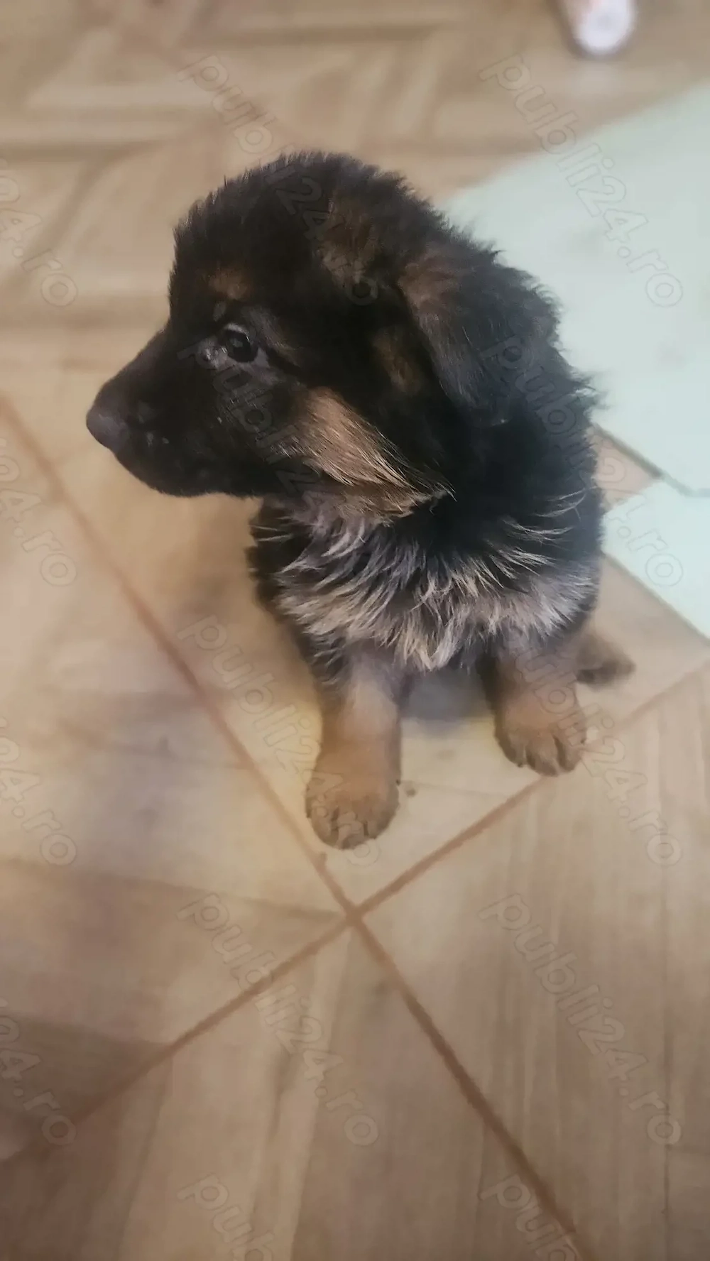 Vând 3 pui câini femele 