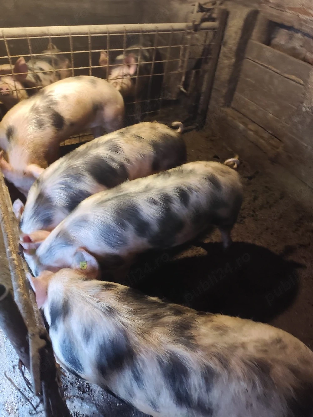 Burlinci in jur de 80kg