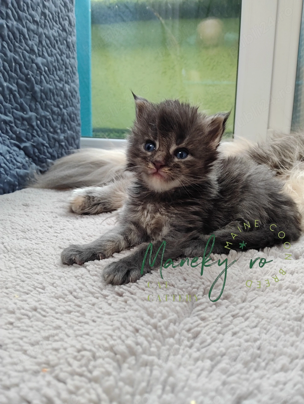 Pisici Maine Coon  Cluj -mascul