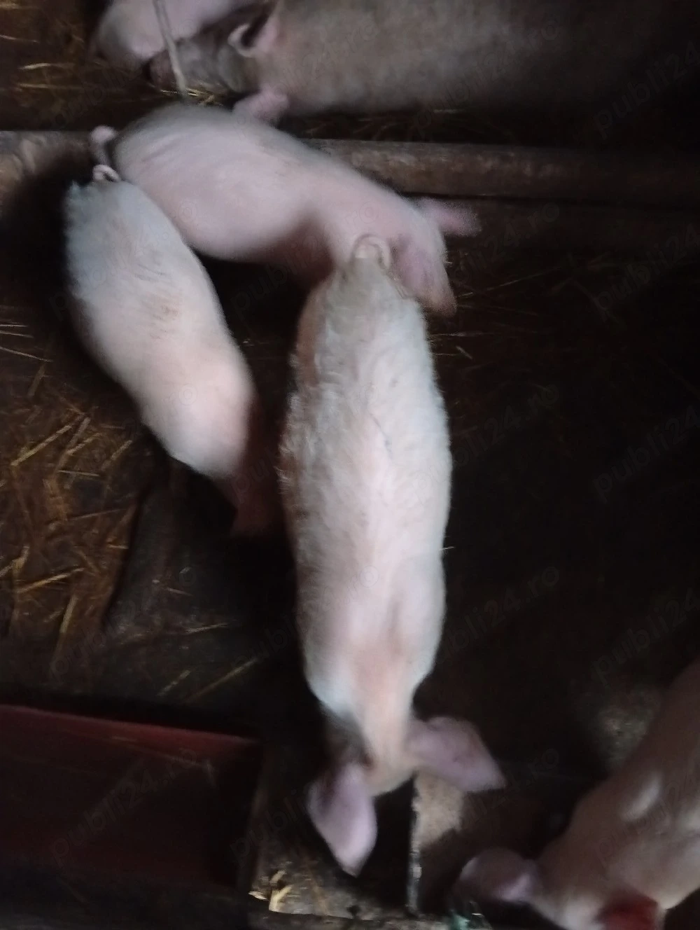 vind purcei de 3luni