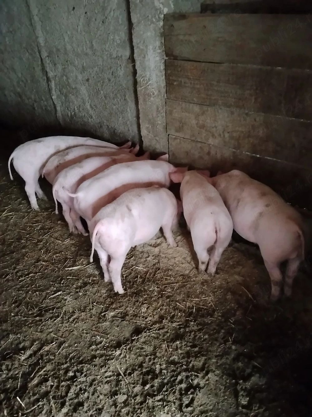 Vând purcei,vârstă 2 luni