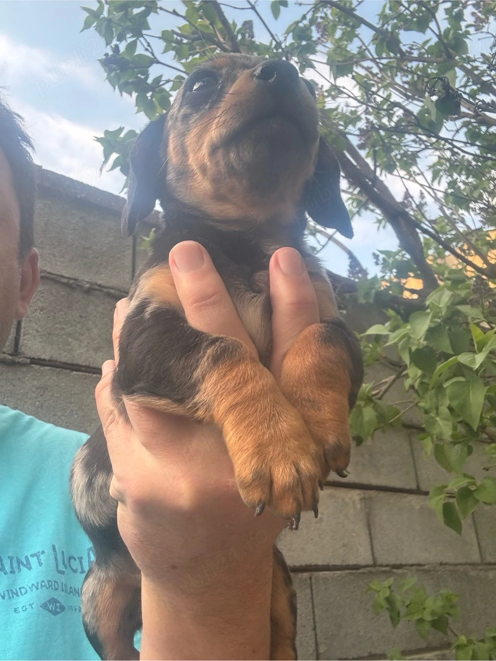 Teckel fetita mini arlechin 