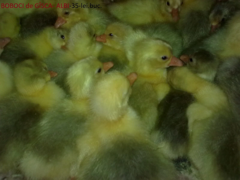 Boboci Gâscă ALBI produși in Gospodarie.