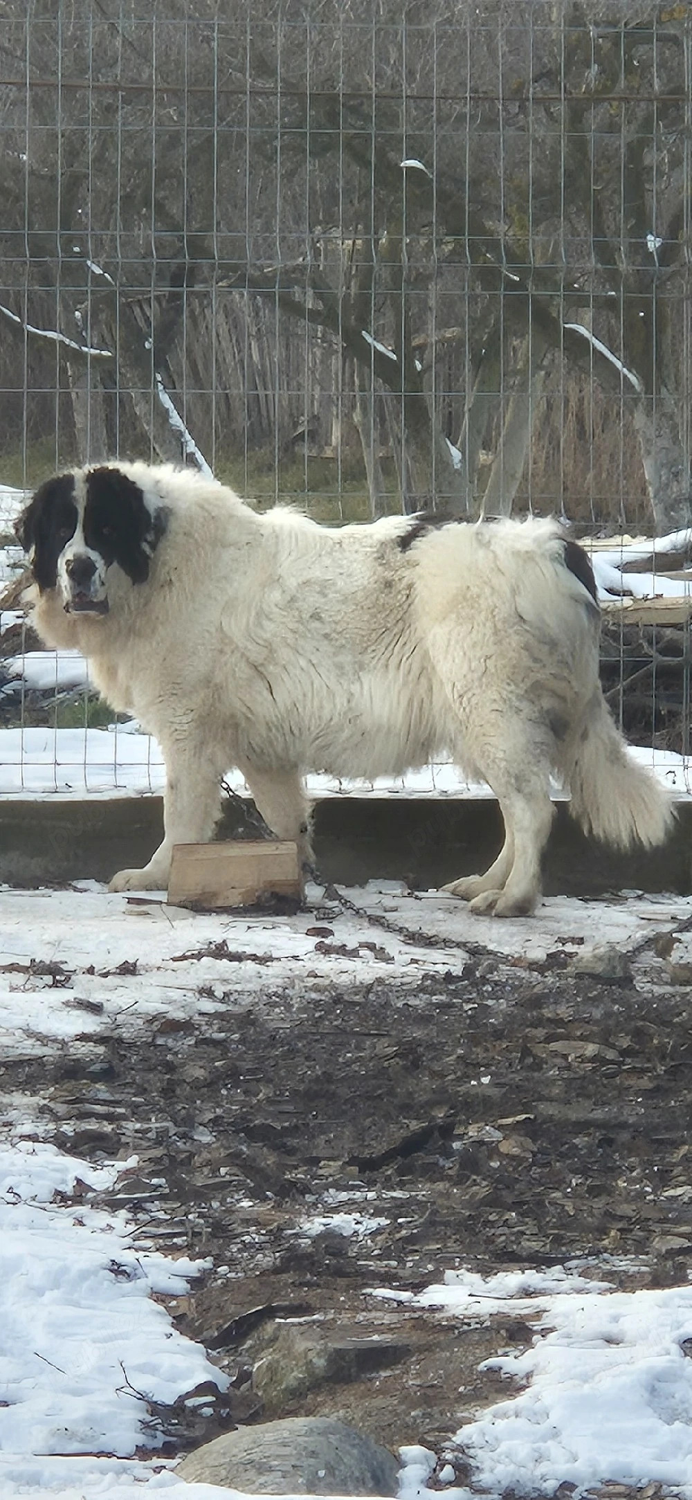 Femela Ciobanesc romanesc  de bucovina