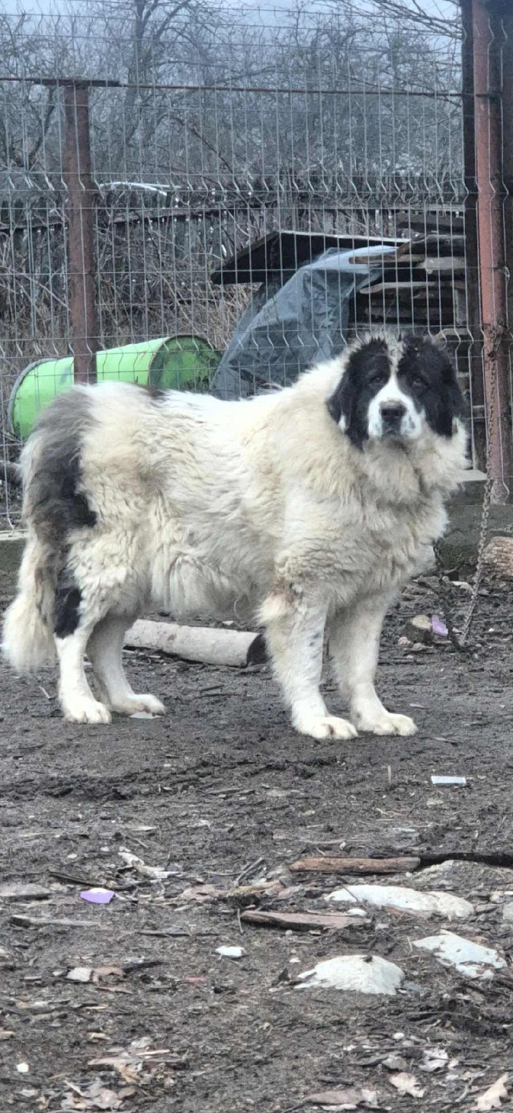 Femela Ciobanesc romanesc  de bucovina