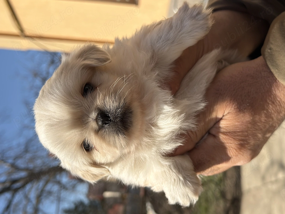 Cățeluși pechinez imperial de vânzare 