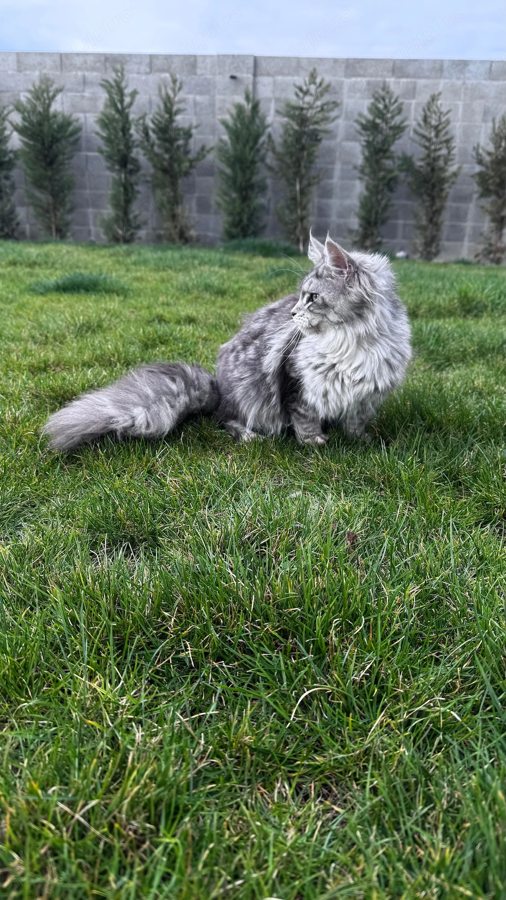 Pisica Maine Coon