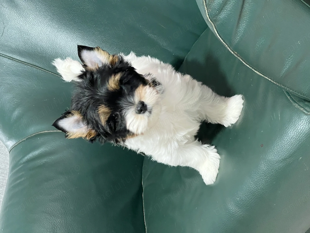 Yorkshire terrier Biewer 