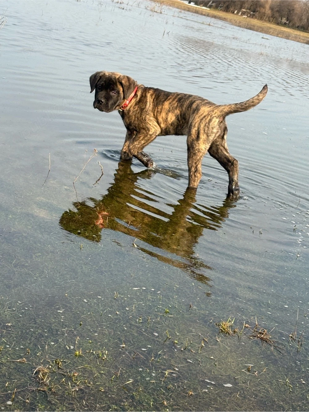 femela cane corso
