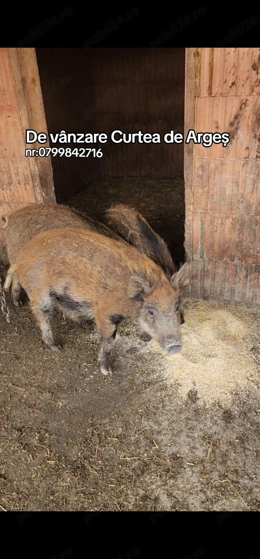 Mistreți de vânzare!