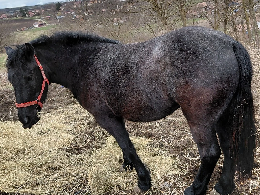 disponibila manza cuminte