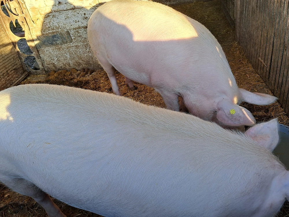 Porcii crescuți bio de vanzare (masculi) 2 buc