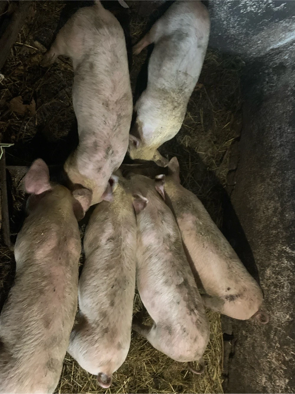 Vand purcei intarcati