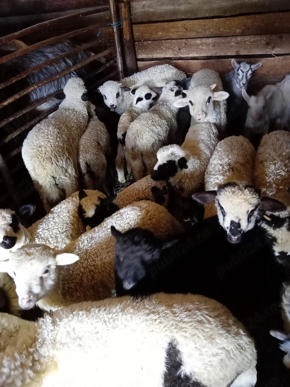 Vindem miei și iezi