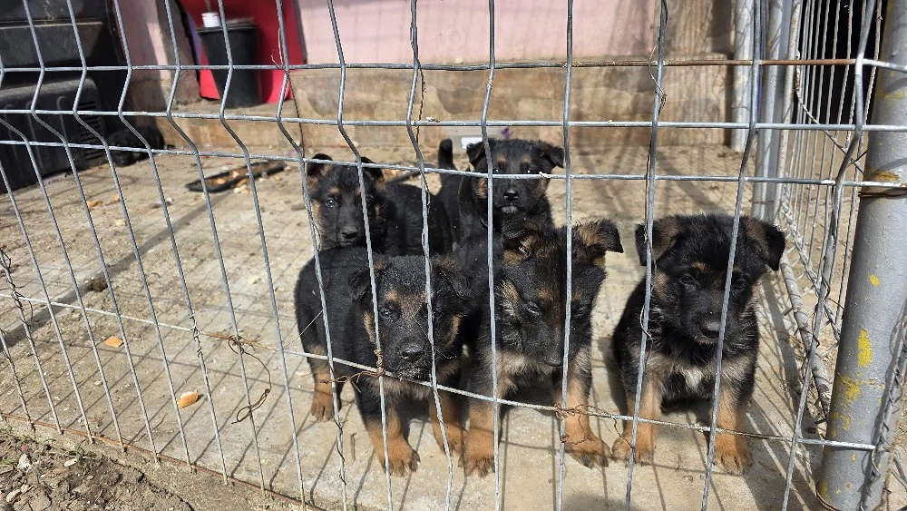 pui ciobănesc german 