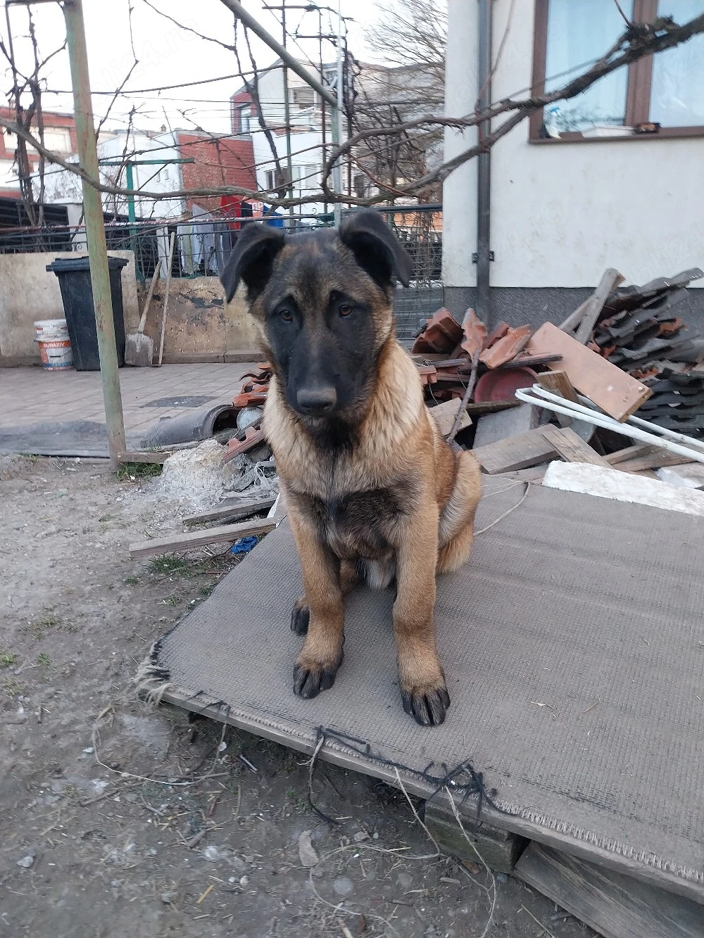 Ciobanesc Belgian Mascul