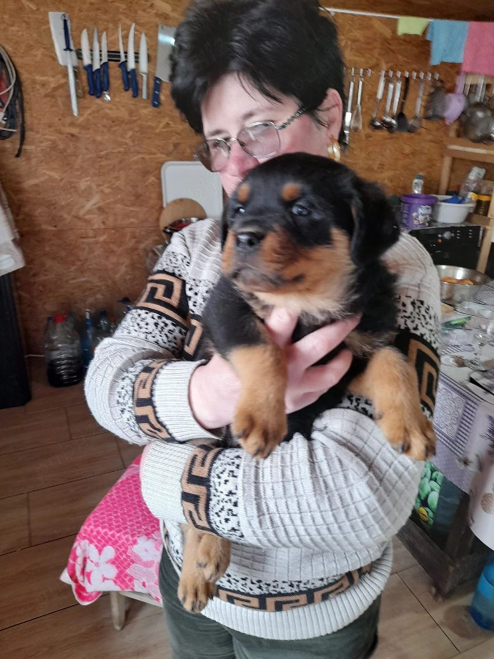 Vănd fetită rottweiler 