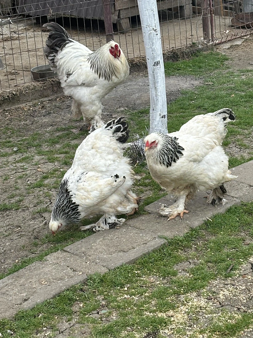 vand oua din gaini brahma