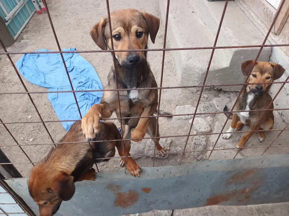 3 pui catel, masculi