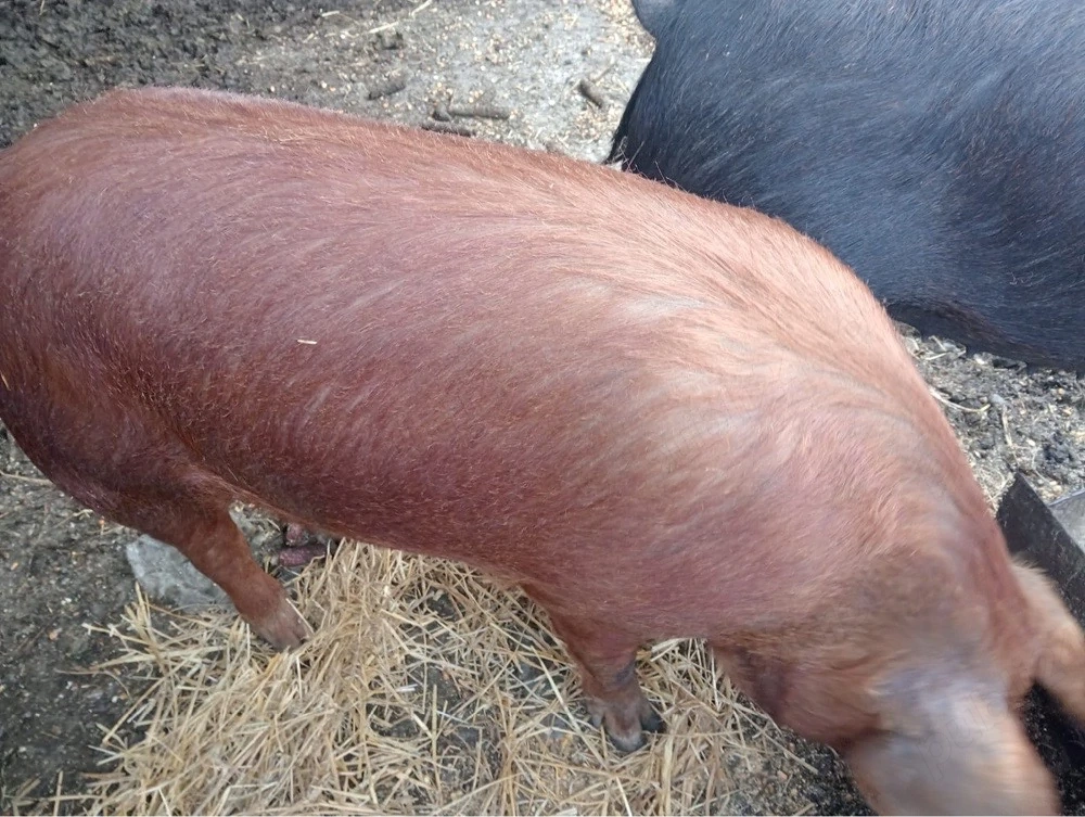 Vând porci140-170 kg preț 12 lei kg