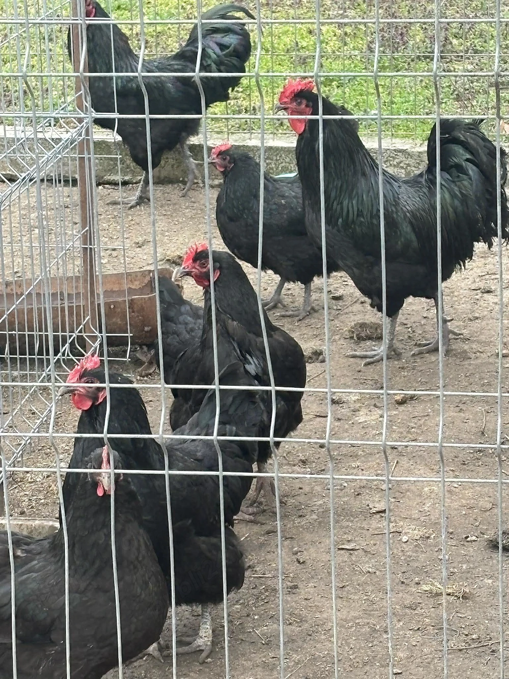 vand oua din rasa austrlorop