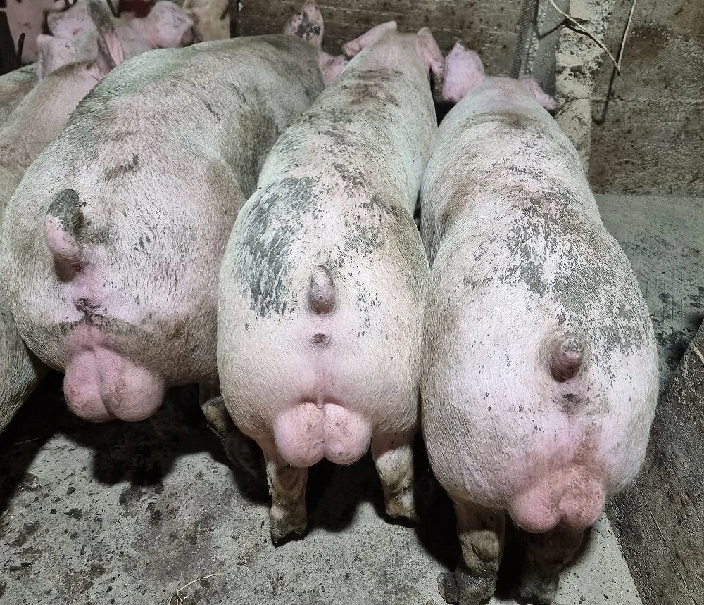 vier duroc danez 100-120 kg 