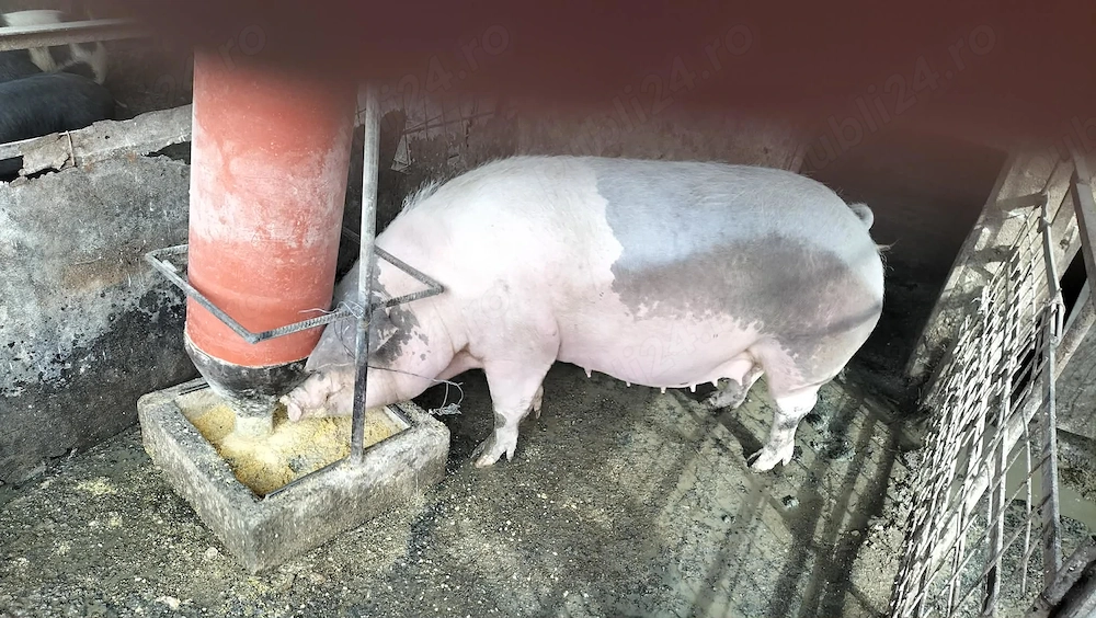 Scroafă gestantă în două luni jumate 