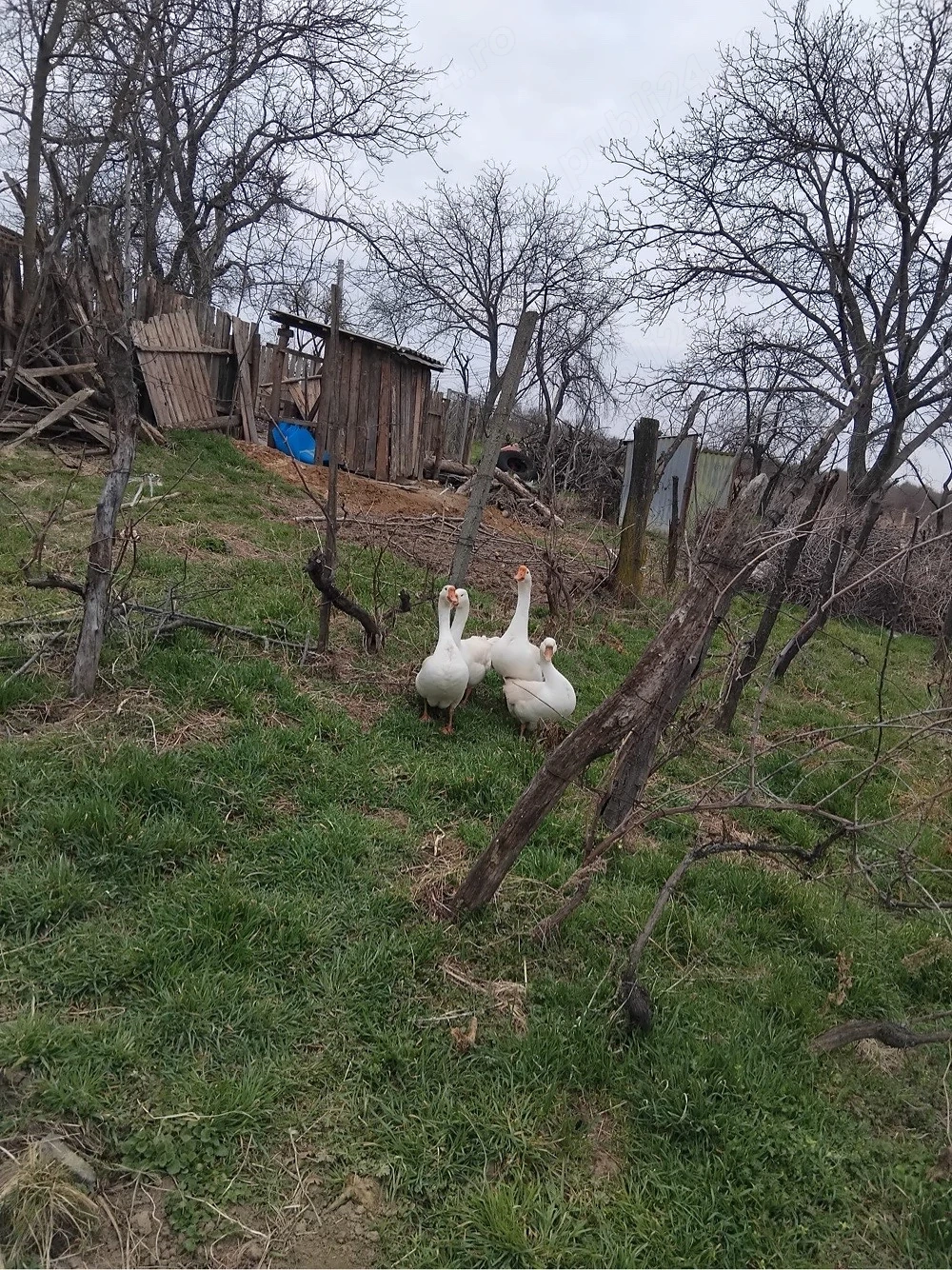 Gaste Gotice   Rata   Rate