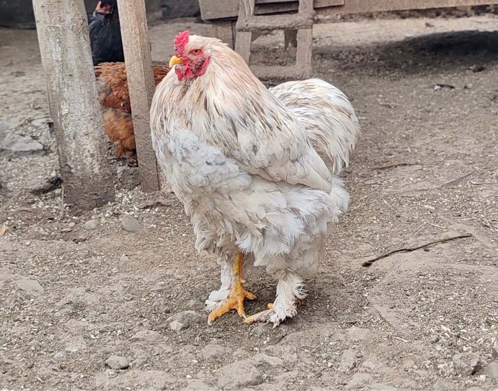 Oua Incubat Marans, Araucana, Brahma,mixte
