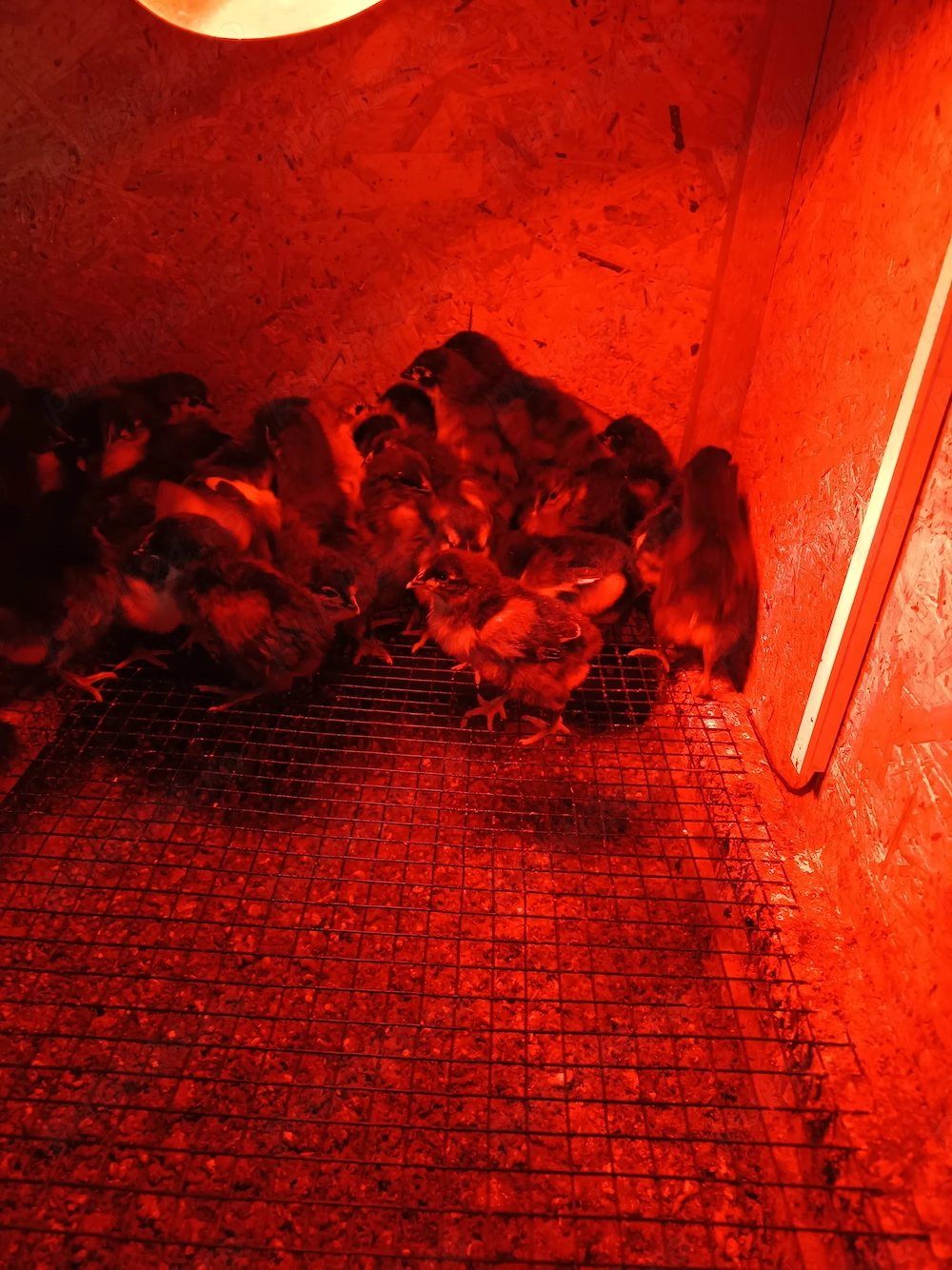 Puișori de australorp 