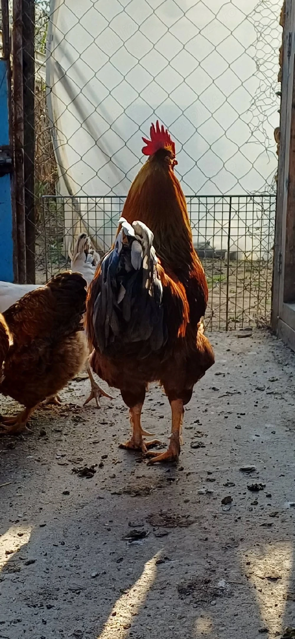 Cocoș New Hampshire