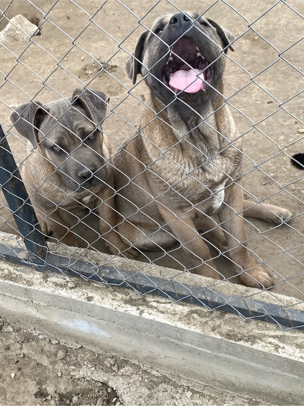 catelusi cane corso  