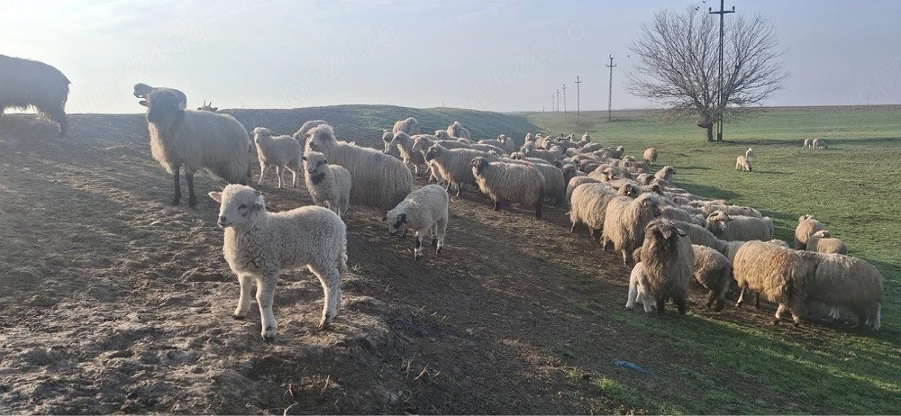 Vand 60 de oi tinere si 10 purcei! Ocazie 