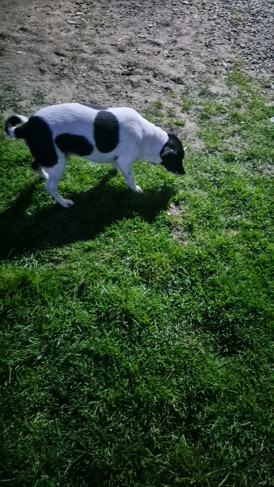 Vand femela si mascul de Jack Russel Terrier