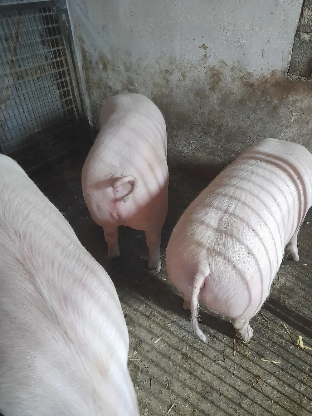 Vind porci de taiat rasa de carne Marele alb cu Pietrean 