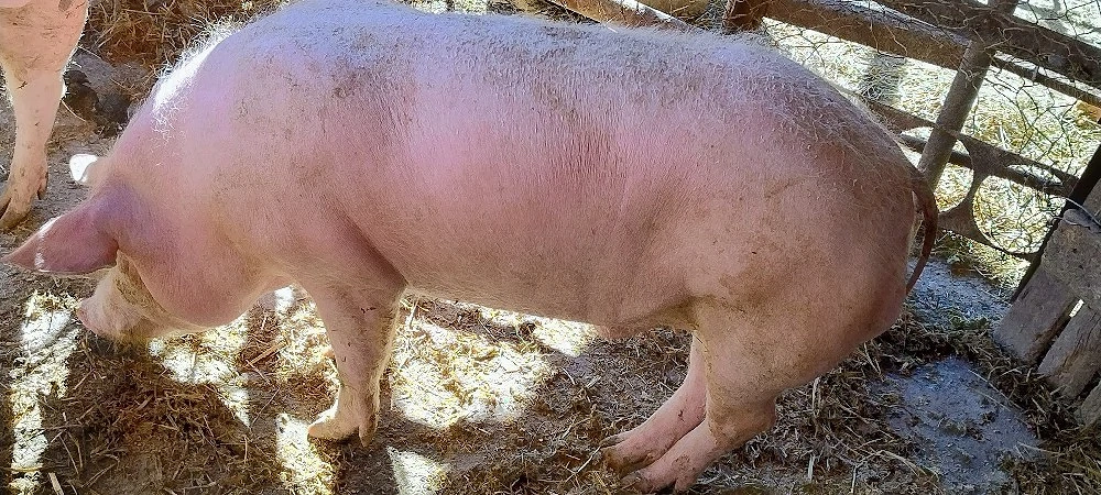 Porc 110 Kg de țară 