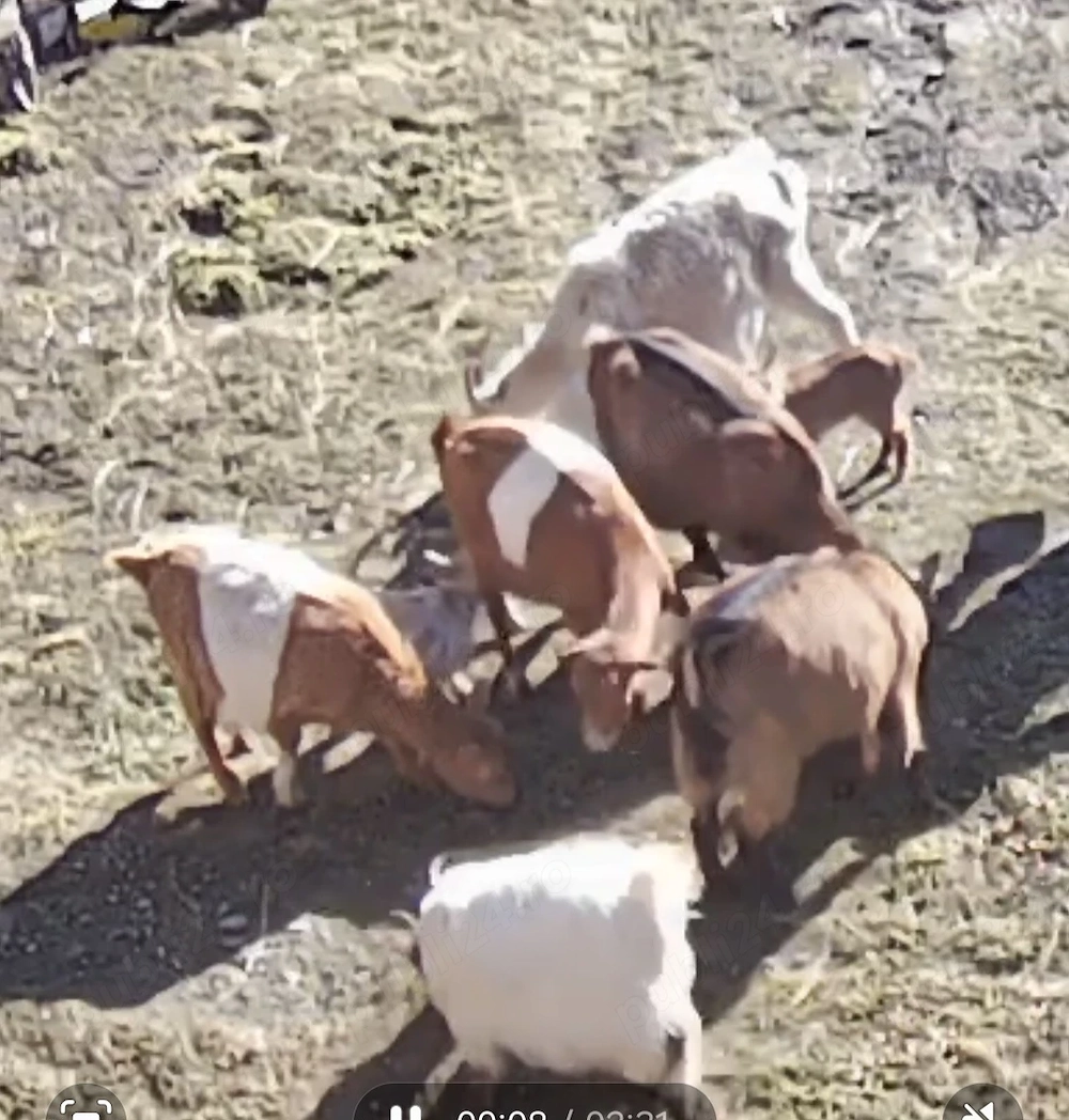 Vand 2 capre alpine cu iezi si 4 metișuri cu iezi