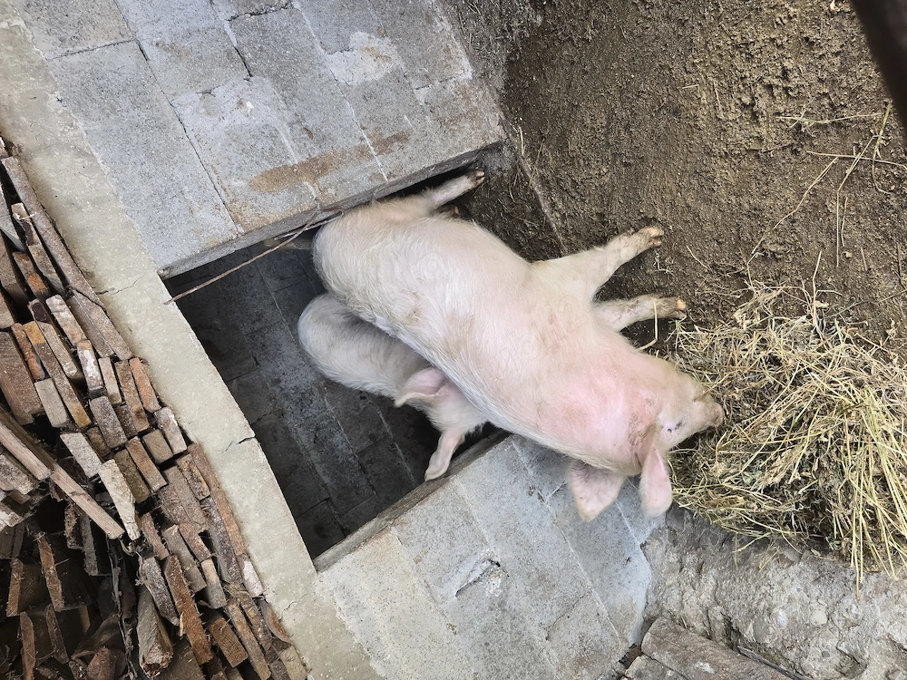 Porci crescuți în gospodărie 