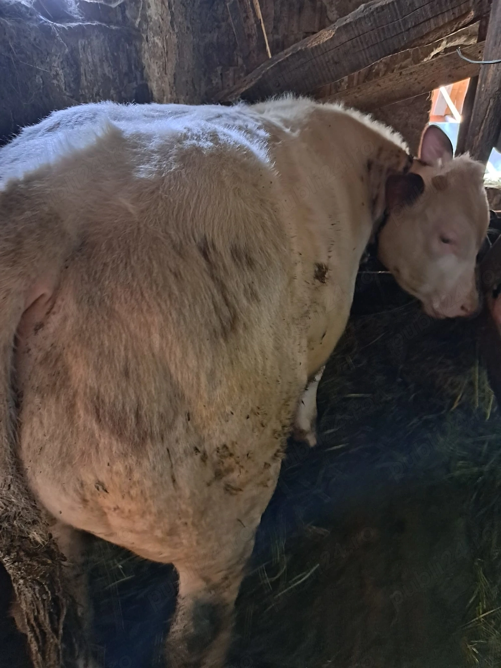 vitel vitica de taiat.tinut