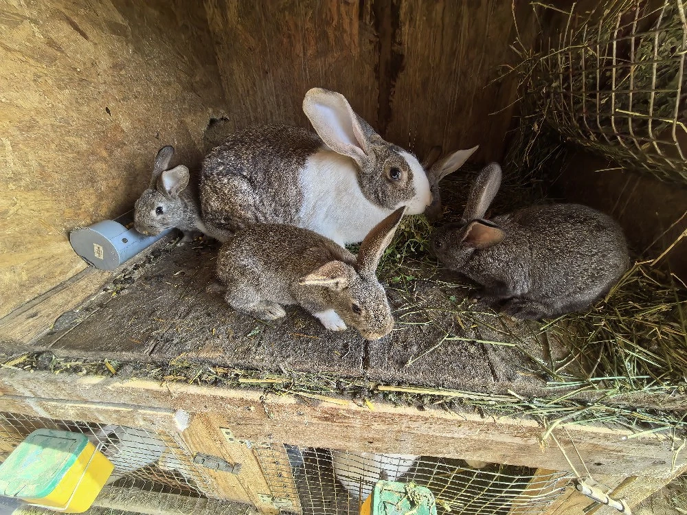 Iepurași de vanzare 