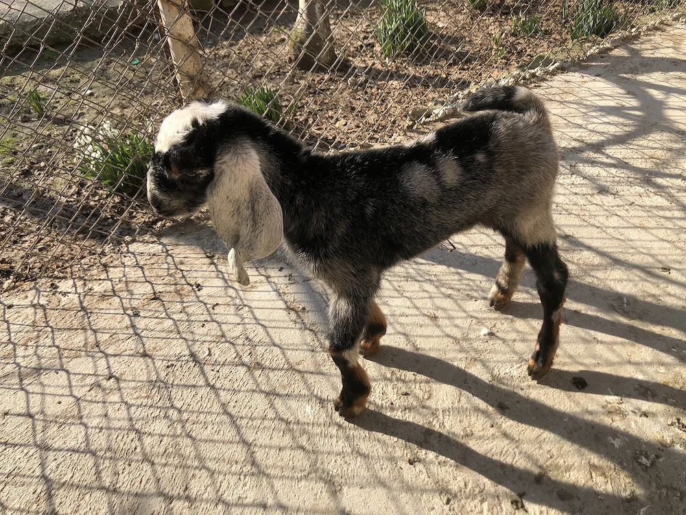 Capra Anglonubiana buna de lapte