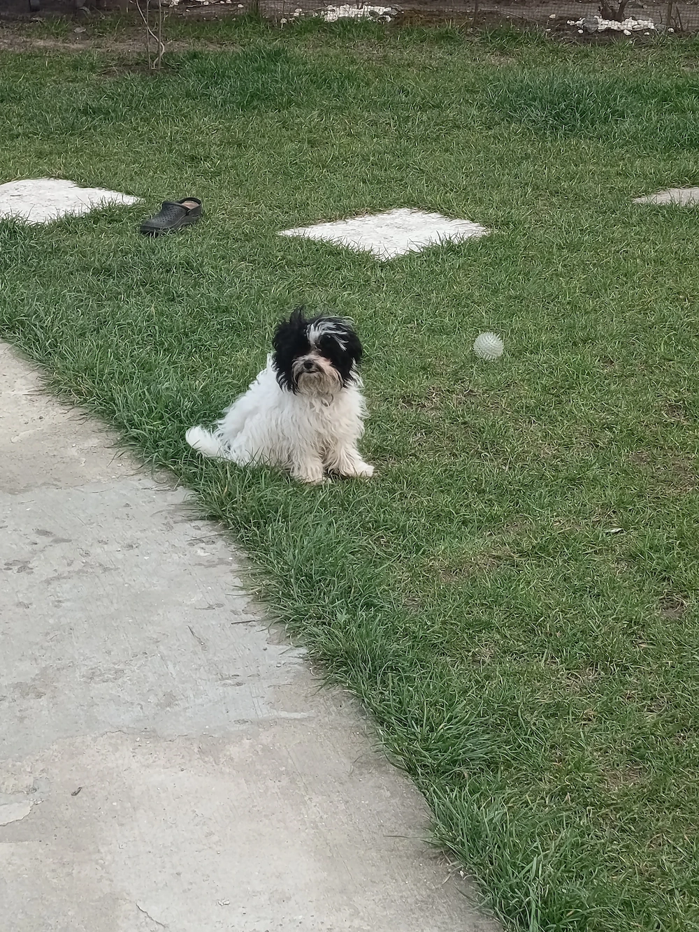 Bichon vârstă 6 luni