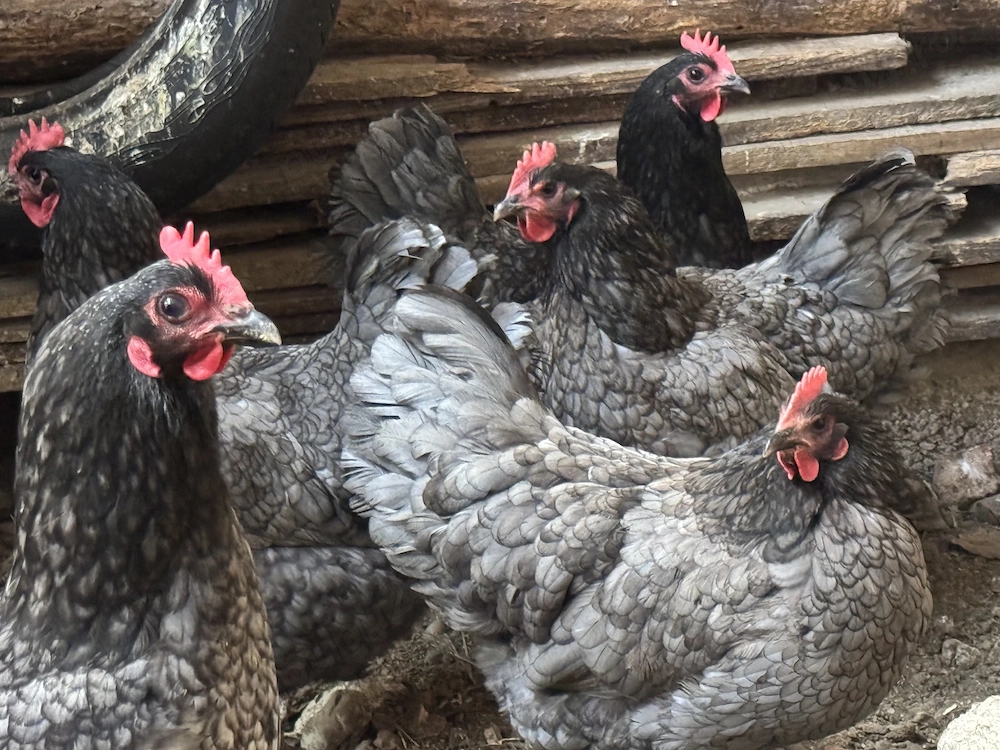 Australorp găini albastre