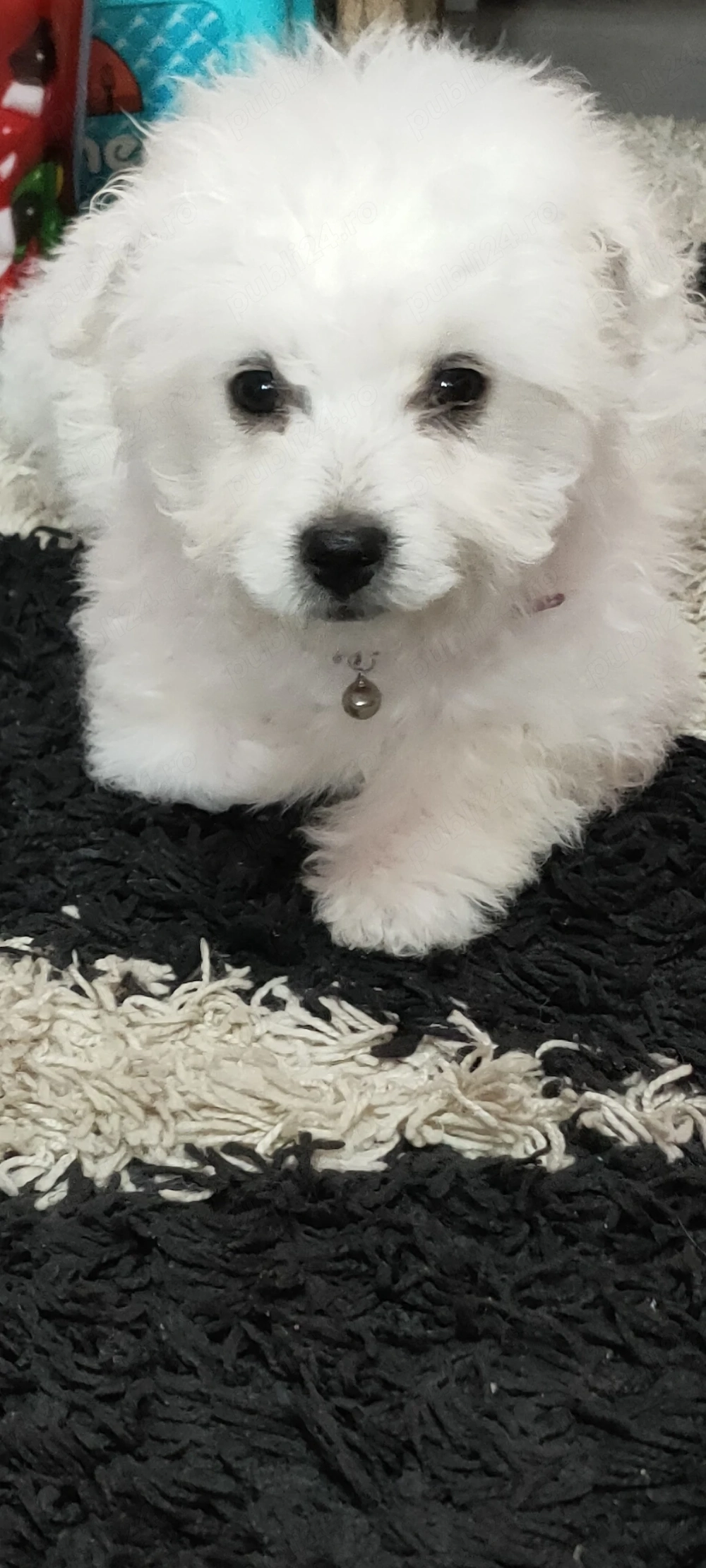 Vand bichon maltez, 2 luni si 3 saptamani, din parinti cu pedigree, vaccinat, carnetel, deparazitare
