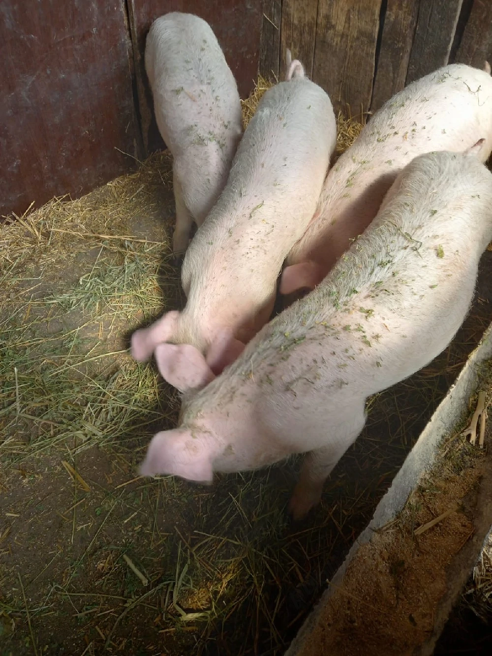 Vand 2 perechi grasuni  