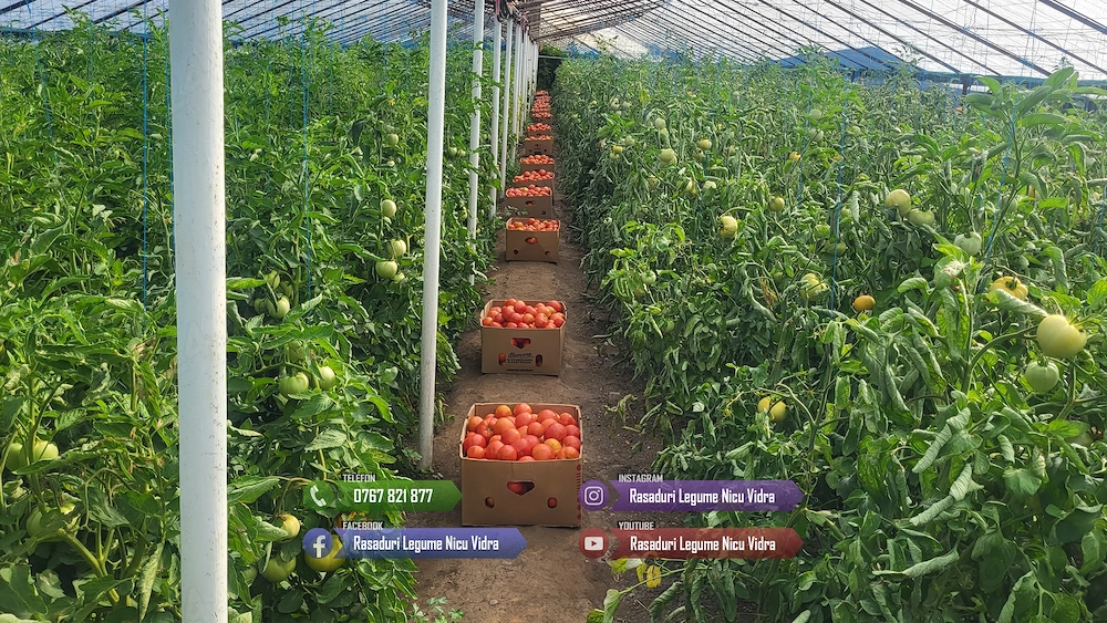 Vand Rasad de rosii ardei castraveti vinete salata | Rasaduri Legume