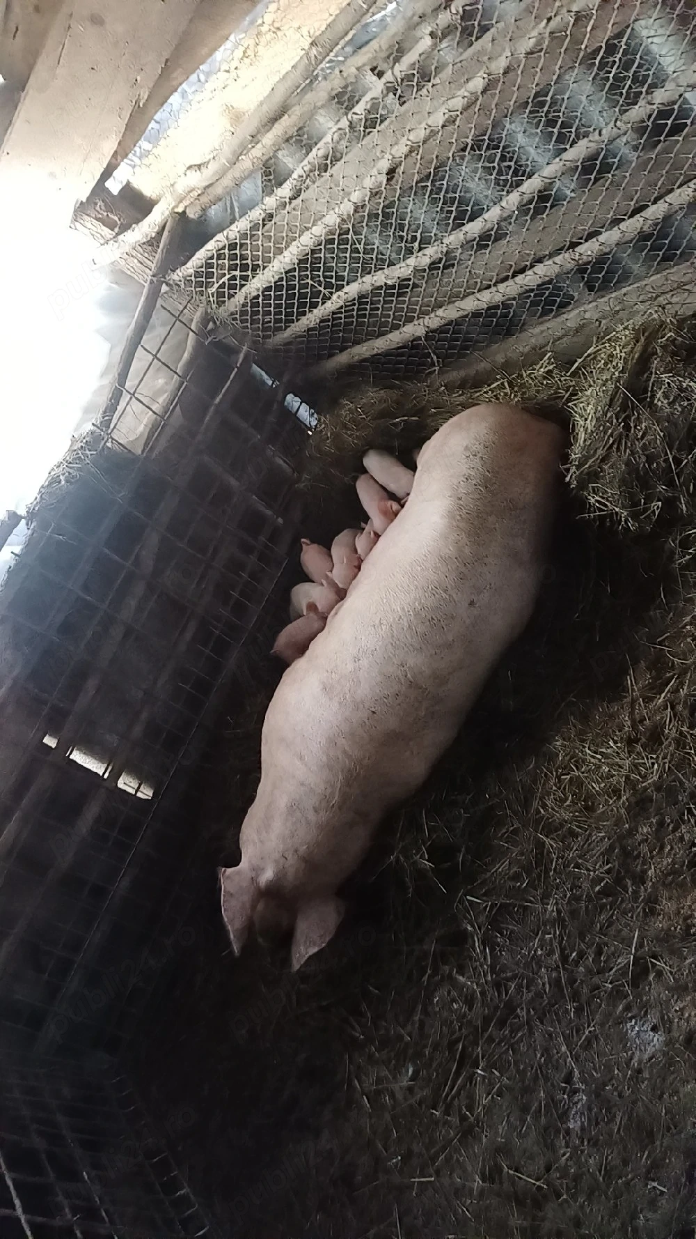 Vand purcea cu 6 porci 