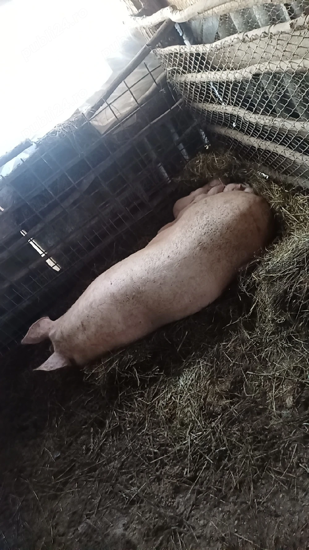 Vand purcea cu 7 porci 