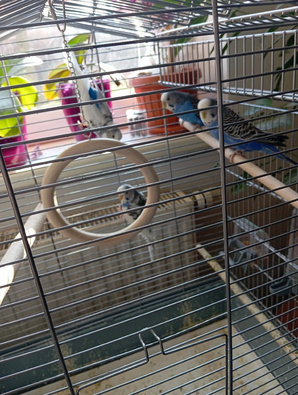 vand papagali perusi 